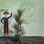 Butia hlavatá (Butia Capitata) - výška 120-150 cm, kont. C40L (-10°C)
